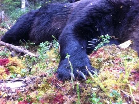 A barnamedvék ugyanakkor nagyon ritkán támadnak emberre, Svédországban az utóbbi 40 évben mindössze két halálos eset történt