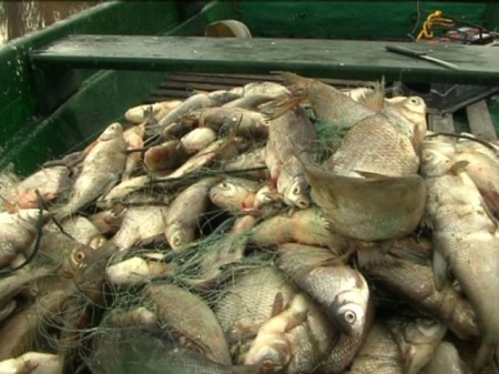 Az állam részéről először az állatvédelmi jogszabályok módosításával kísérelték meg a jogosulatlanul halászók cselekményeit visszaszorítani