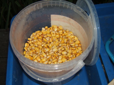Etetésre előkészített tejsavas erjesztésű kukorica