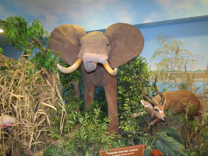 A Vadászati Múzeumban a látogatókat az öt földrész vadvilágát felölelő gyűjteménye fogadta