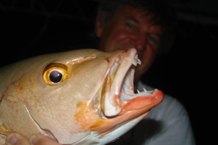 A tengeren a kisebb ragadozó halaknak is óriási méretű a fogakkal „dúsan” rakott szája