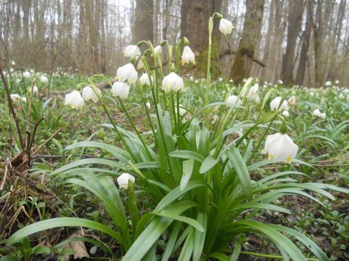A tavaszi tőzike 15–35 cm magas, levelei hosszúkásak, szíj alakúak